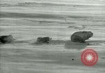 Image of Byrd Expedition Antarctica, 1929, second 33 stock footage video 65675020803