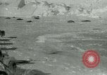 Image of Antarctic seals Antarctica, 1929, second 1 stock footage video 65675020808