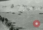 Image of Antarctic seals Antarctica, 1929, second 5 stock footage video 65675020808