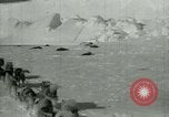 Image of Antarctic seals Antarctica, 1929, second 6 stock footage video 65675020808