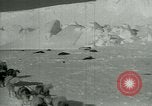 Image of Antarctic seals Antarctica, 1929, second 7 stock footage video 65675020808