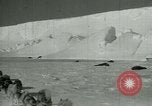 Image of Antarctic seals Antarctica, 1929, second 13 stock footage video 65675020808