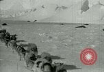 Image of Antarctic seals Antarctica, 1929, second 14 stock footage video 65675020808