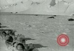 Image of Antarctic seals Antarctica, 1929, second 15 stock footage video 65675020808