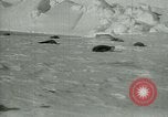 Image of Antarctic seals Antarctica, 1929, second 17 stock footage video 65675020808