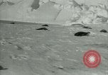 Image of Antarctic seals Antarctica, 1929, second 18 stock footage video 65675020808