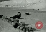 Image of Antarctic seals Antarctica, 1929, second 24 stock footage video 65675020808