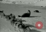 Image of Antarctic seals Antarctica, 1929, second 25 stock footage video 65675020808