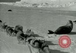 Image of Antarctic seals Antarctica, 1929, second 26 stock footage video 65675020808