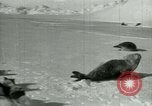 Image of Antarctic seals Antarctica, 1929, second 27 stock footage video 65675020808