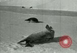 Image of Antarctic seals Antarctica, 1929, second 28 stock footage video 65675020808