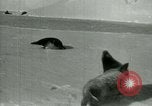 Image of Antarctic seals Antarctica, 1929, second 29 stock footage video 65675020808