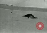 Image of Antarctic seals Antarctica, 1929, second 30 stock footage video 65675020808