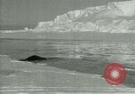Image of Antarctic seals Antarctica, 1929, second 35 stock footage video 65675020808