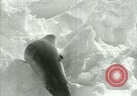 Image of Antarctic seals Antarctica, 1929, second 37 stock footage video 65675020808