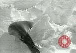 Image of Antarctic seals Antarctica, 1929, second 38 stock footage video 65675020808