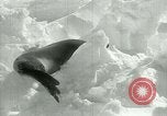 Image of Antarctic seals Antarctica, 1929, second 39 stock footage video 65675020808