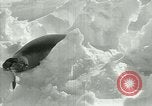 Image of Antarctic seals Antarctica, 1929, second 41 stock footage video 65675020808