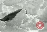Image of Antarctic seals Antarctica, 1929, second 42 stock footage video 65675020808