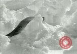 Image of Antarctic seals Antarctica, 1929, second 43 stock footage video 65675020808