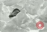 Image of Antarctic seals Antarctica, 1929, second 44 stock footage video 65675020808