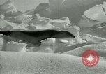 Image of Antarctic seals Antarctica, 1929, second 46 stock footage video 65675020808