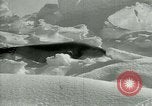Image of Antarctic seals Antarctica, 1929, second 47 stock footage video 65675020808
