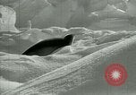Image of Antarctic seals Antarctica, 1929, second 53 stock footage video 65675020808