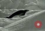 Image of Antarctic seals Antarctica, 1929, second 54 stock footage video 65675020808