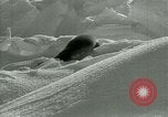 Image of Antarctic seals Antarctica, 1929, second 56 stock footage video 65675020808