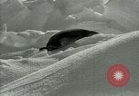 Image of Antarctic seals Antarctica, 1929, second 57 stock footage video 65675020808