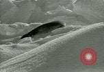 Image of Antarctic seals Antarctica, 1929, second 58 stock footage video 65675020808