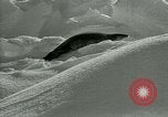 Image of Antarctic seals Antarctica, 1929, second 59 stock footage video 65675020808
