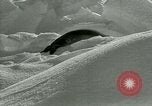 Image of Antarctic seals Antarctica, 1929, second 60 stock footage video 65675020808