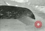 Image of Antarctic seals Antarctica, 1929, second 61 stock footage video 65675020808