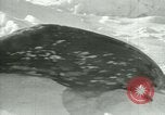 Image of Antarctic seals Antarctica, 1929, second 62 stock footage video 65675020808