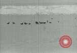 Image of Antarctic birds Antarctica, 1929, second 5 stock footage video 65675020809