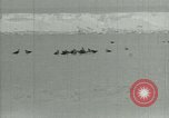Image of Antarctic birds Antarctica, 1929, second 8 stock footage video 65675020809