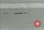 Image of Antarctic birds Antarctica, 1929, second 9 stock footage video 65675020809