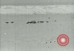 Image of Antarctic birds Antarctica, 1929, second 10 stock footage video 65675020809