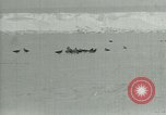 Image of Antarctic birds Antarctica, 1929, second 11 stock footage video 65675020809