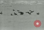 Image of Antarctic birds Antarctica, 1929, second 12 stock footage video 65675020809