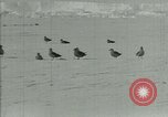 Image of Antarctic birds Antarctica, 1929, second 13 stock footage video 65675020809