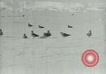 Image of Antarctic birds Antarctica, 1929, second 14 stock footage video 65675020809