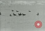 Image of Antarctic birds Antarctica, 1929, second 15 stock footage video 65675020809