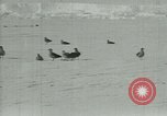Image of Antarctic birds Antarctica, 1929, second 16 stock footage video 65675020809