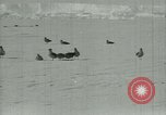 Image of Antarctic birds Antarctica, 1929, second 17 stock footage video 65675020809
