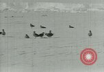Image of Antarctic birds Antarctica, 1929, second 20 stock footage video 65675020809