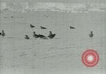 Image of Antarctic birds Antarctica, 1929, second 21 stock footage video 65675020809