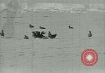 Image of Antarctic birds Antarctica, 1929, second 23 stock footage video 65675020809